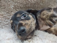 AKC Miniature Dachshund Dachshund for sale/adoption