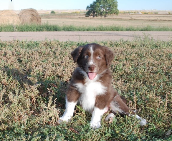 Australian Shepherd Dog puppy for sale + 62401