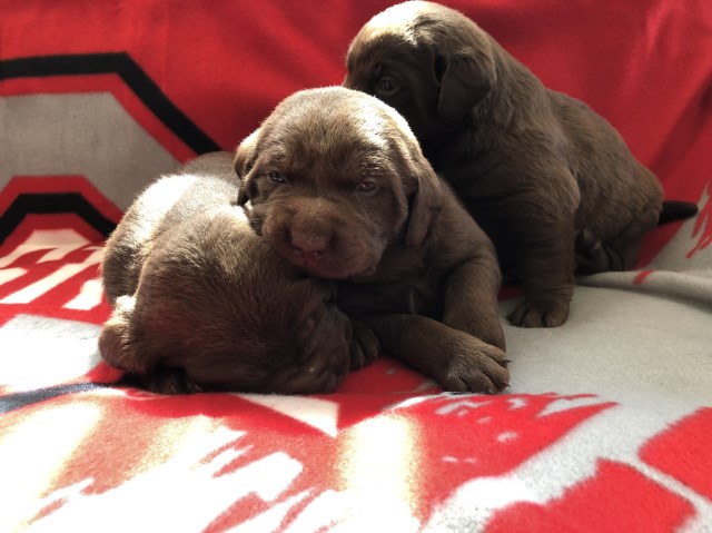 Labrador Retriever puppy for sale + 55998