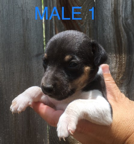 UKCI Miniature Rat Terrier Puppies