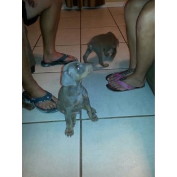 Registered Doberman Puppies