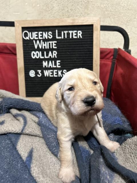 Golden Retriever puppy for sale + 62563