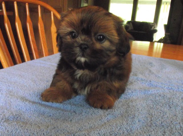 Shih Tzu puppy for sale + 53134