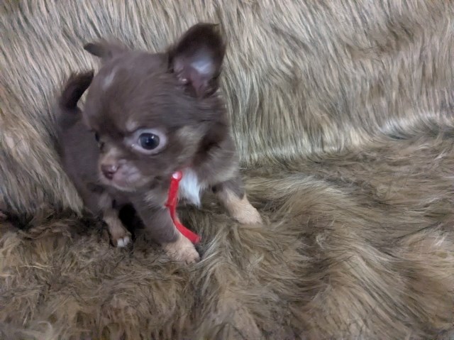Chihuahua puppy for sale + 67218