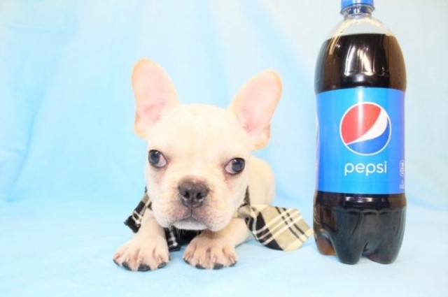 French Bulldog puppy for sale + 60881