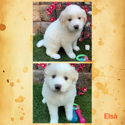 Samoyed puppy for sale + 61283