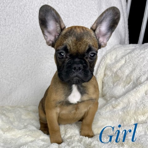 French Bulldog puppy for sale + 64206