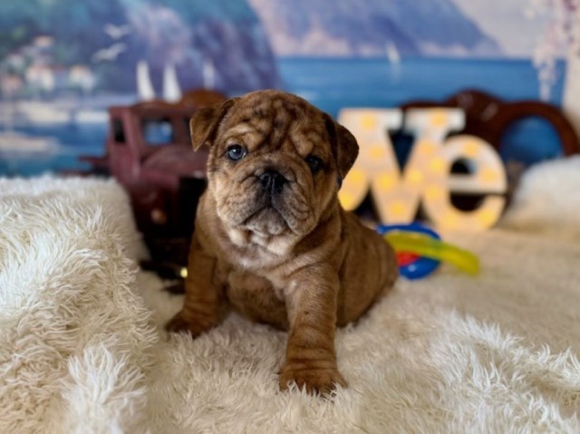 English Bulldog, M, Chocolate TWEED Merle, gen tested CLEAR