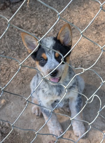 Australian Cattle Dog puppy for sale + 63923
