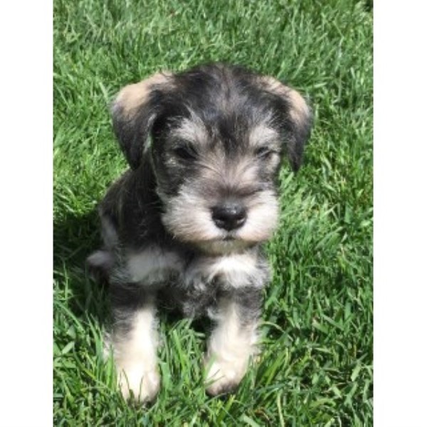 Miniature Schnauzer Puppies