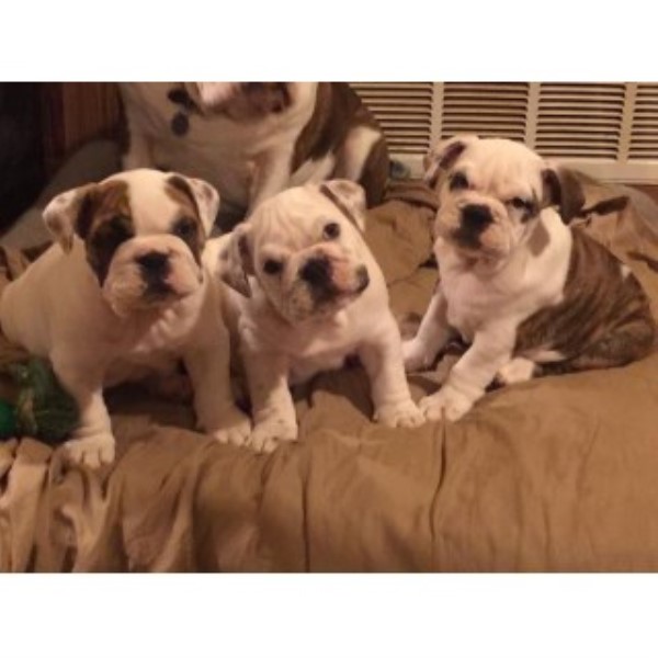 3 Male English Bulldogs (10 Wks) For Sale