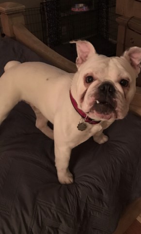 Want to find english bulldog a home