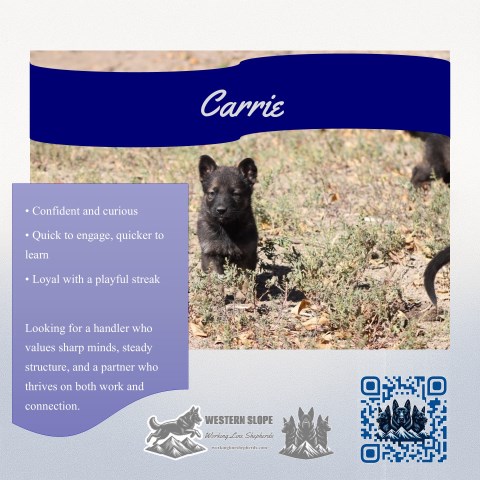 Carrie – Calm in the Chaos, Ready to Bond