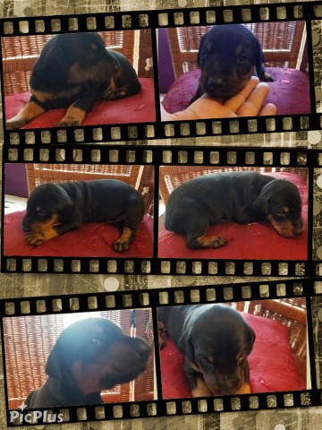 Doberman pupps, looking for Family,'s