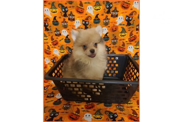 Pomeranian puppy for sale + 60816