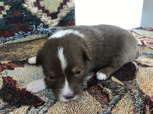 Australian Shepherd Dog puppy for sale + 52061