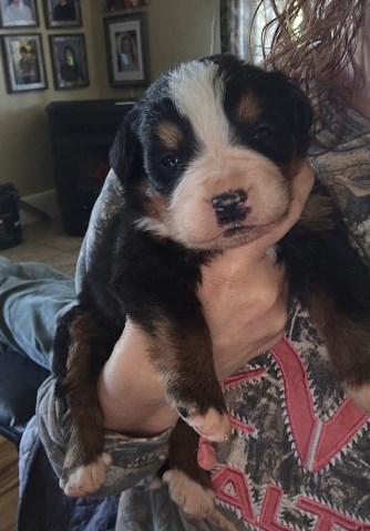 Bernese Mountain Dog puppy for sale + 67115