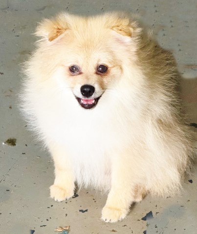 CKC Pomeranian: NASH