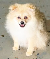 CKC Pomeranian: NASH Pomeranian for sale/adoption