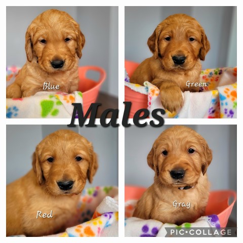 Golden Retriever puppy for sale + 63089