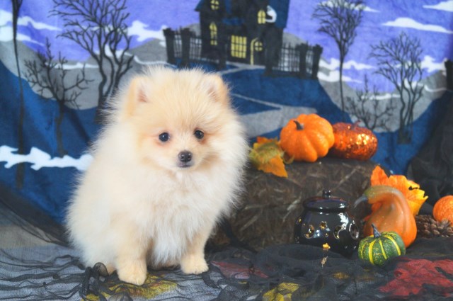 CKC Pomeranian: ZOOMIE KEN; Male; Purebred