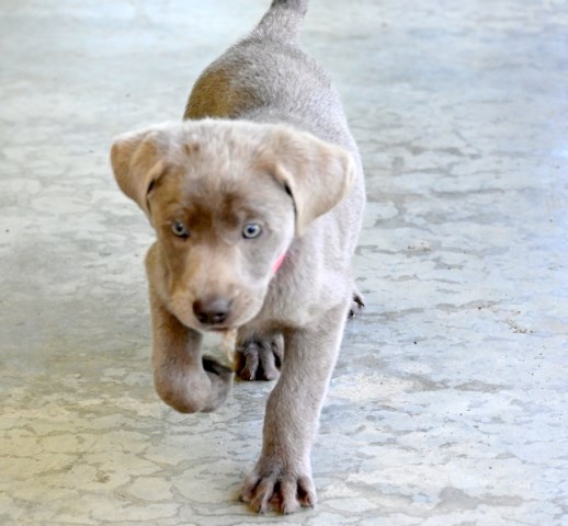 AKC Silver Labrador Retriever Puppies for Sale