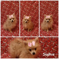 Pomeranian-Sophie- Female Pomeranian for sale/adoption