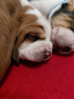 Last Puppy Listed