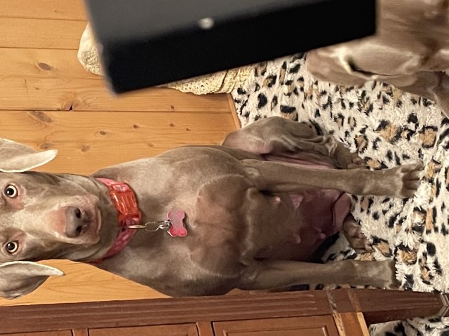 Weimaraner 2 silvers package deal