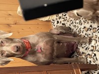Weimaraner thumbnail