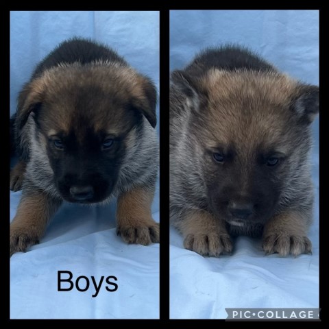 German Shepherd Dog puppy for sale + 62832