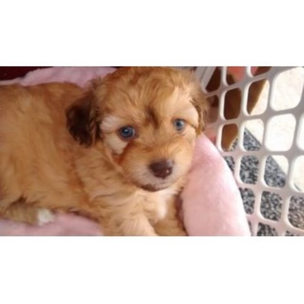 Havanese puppy dog for sale in Acworth,