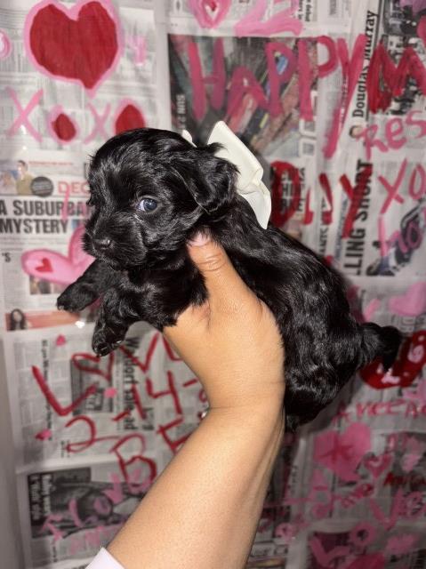Yorkipoo puppy for sale + 67076