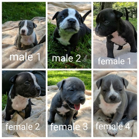 American bully puppies