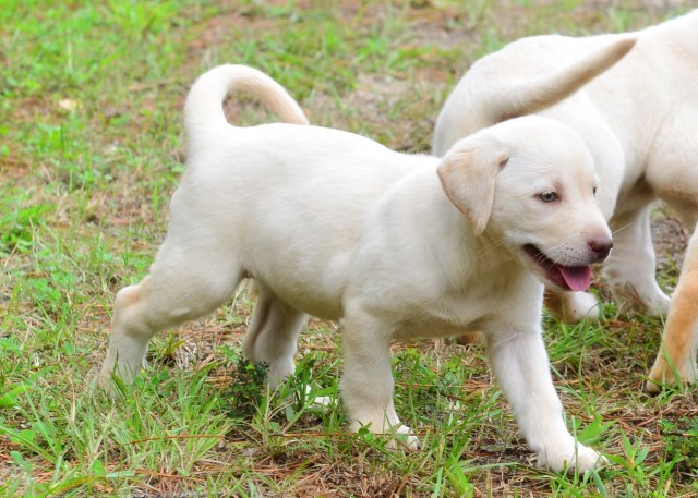 creamy white female Lab