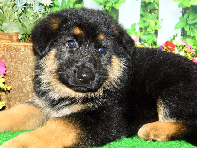 ^~^King Size German Shepherd Puppies^~^