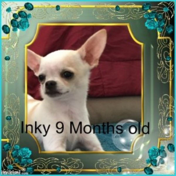 Apple Head Chihuahua Male 9 Mo  Reduced