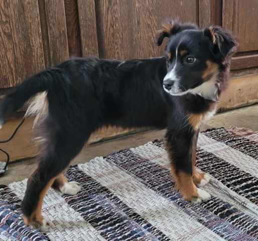 Australian Shepherd Dog puppy for sale + 64170