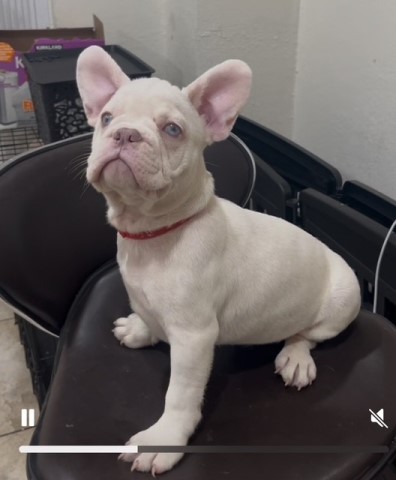 Male French Bulldog