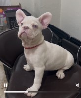 Male French Bulldog French Bulldog for sale/adoption