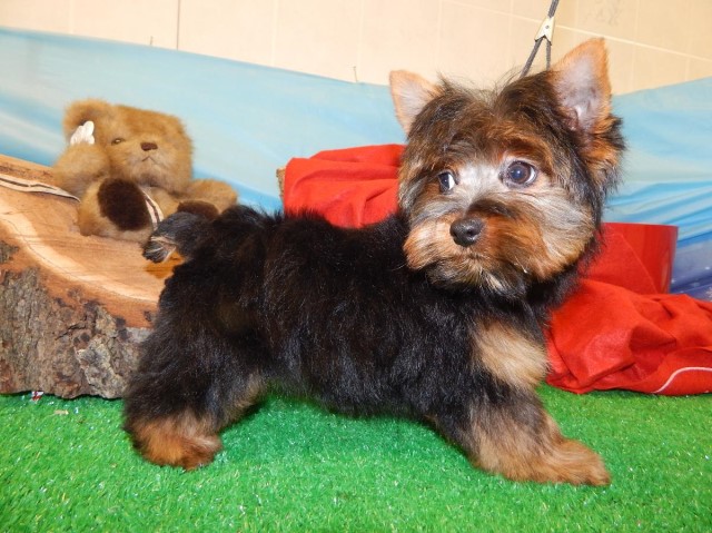 Yorkshire Terrier puppy for sale + 63491