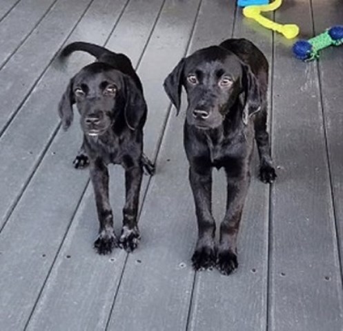 AKC (MH) Bloodline Lab Puppies!