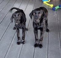 AKC (MH) Bloodline Lab Puppies! Labrador Retriever for sale/adoption