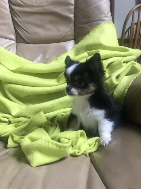 Chihuahua puppy for sale + 61358