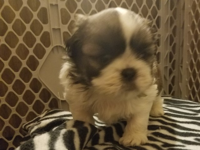 Shih Tzu puppy for sale + 48925