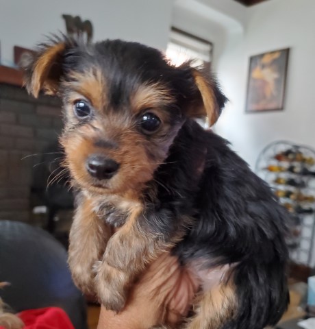 Yorkshire Terrier puppy for sale + 62533