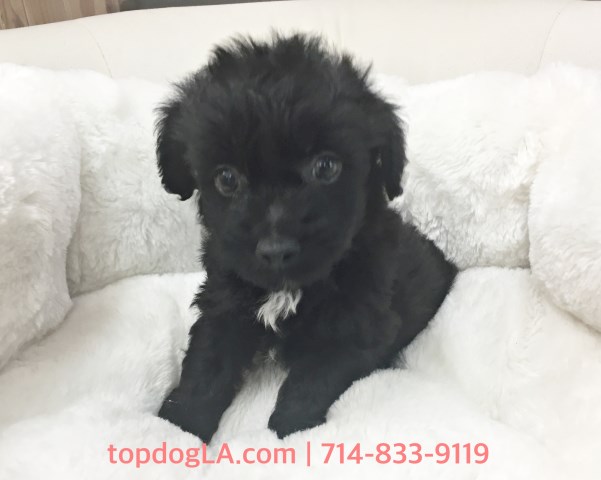 Yorky-poo Puppy - Male - Oreo ($975)