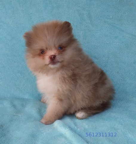 Exclusive  Teacup Chocolate Merle Pomeranian Puppy Male, blue eyes