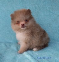 Exclusive  Teacup Chocolate Merle Pomeranian Puppy Male, blue eyes Pomeranian for sale/adoption