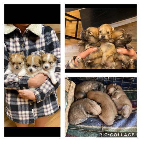 Pomeranian puppies